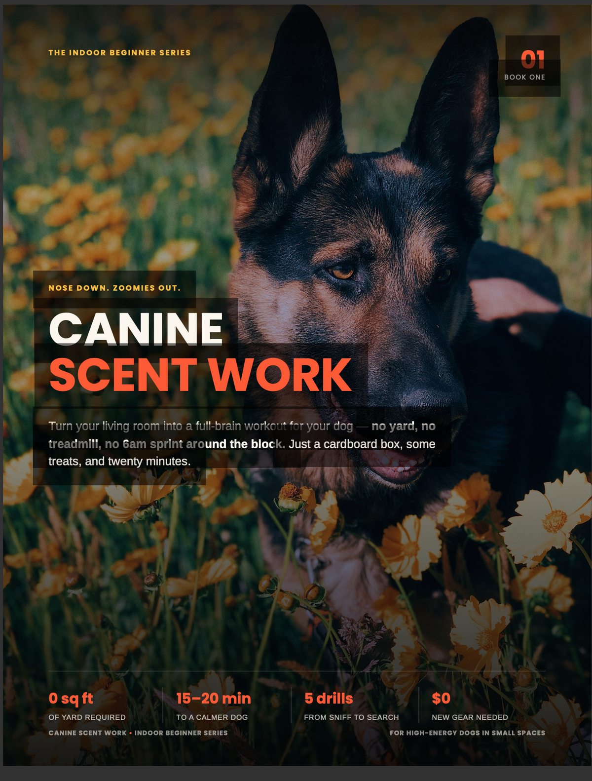 Canine Scent Work: The Indoor Beginner