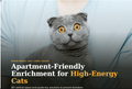 Apartment-Friendly Enrichment for High-Energy Cats